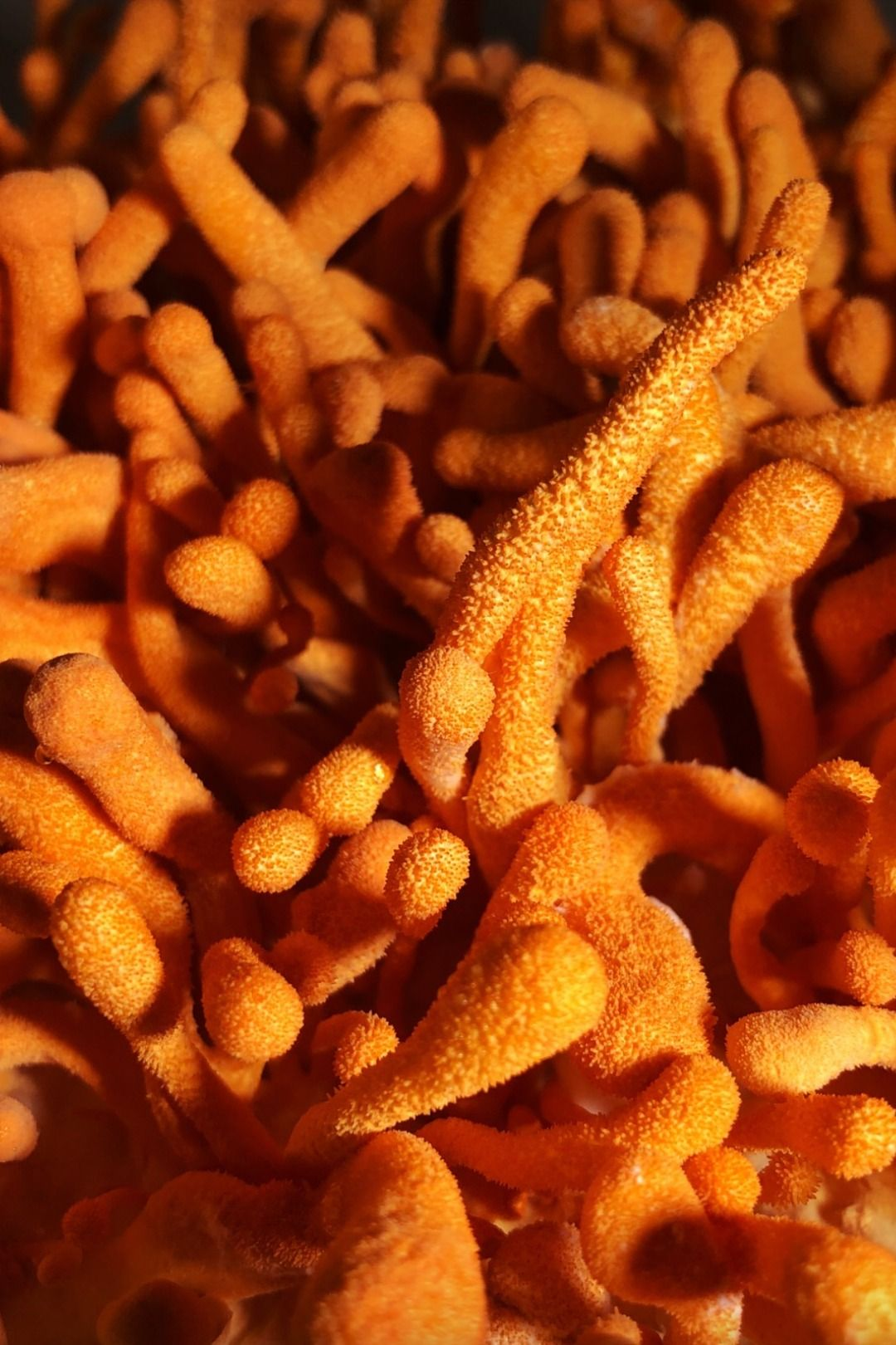CORDYCEPS