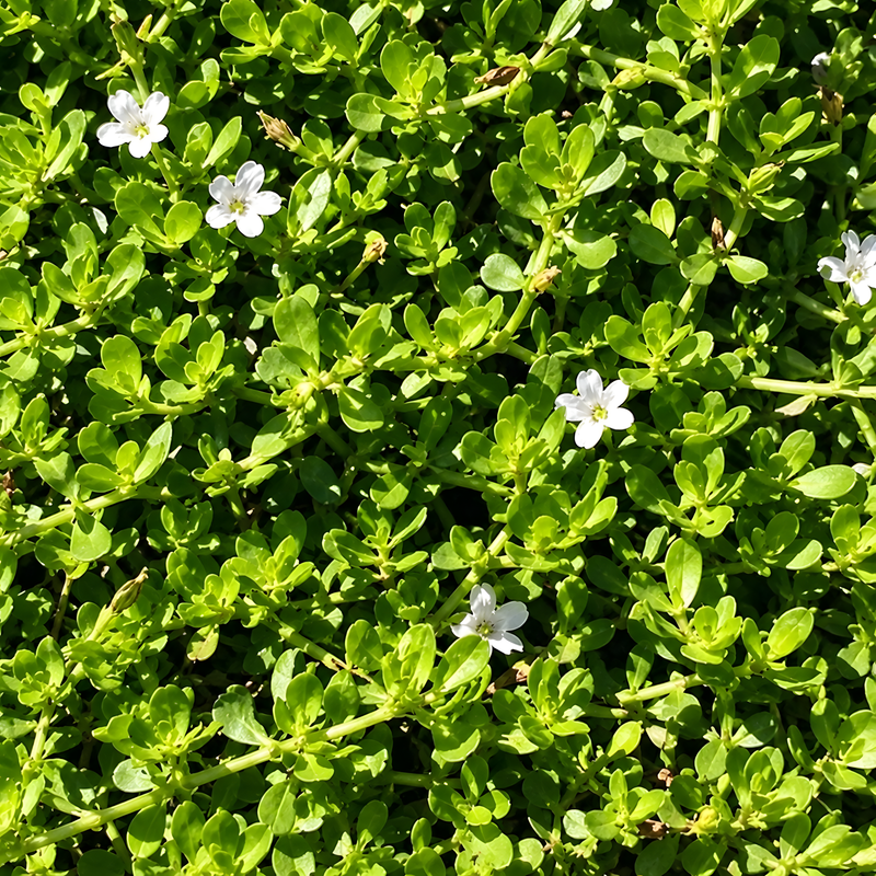 Bacopa